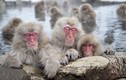 Tận mục thắng cảnh suối nước nóng đầy khỉ của Nhật Bản 