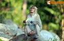 Độc đáo những danh thắng đầy khỉ ở Việt Nam 