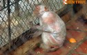 Đàn khỉ trụi lông, mốc trắng ghê người ở Vườn thú Hà Nội