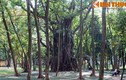 Soi cây cổ thụ khổng lồ bí ẩn giữa trung tâm Hà Nội