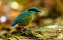 Loạt ảnh cực đẹp về chim rừng Việt Nam của Tăng A Pẩu