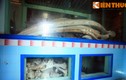 Ngôi đình thờ hàng trăm bộ xương khổng lồ ở Bình Thuận 