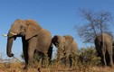 730.000 con voi ở châu Phi 'bốc hơi' đi đâu?