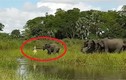 Bị cá sấu tấn công, đàn voi khiếp sợ kêu vang rừng