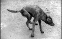 Ảnh độc: Những chú chó ở Việt Nam qua ống kính người Pháp 
