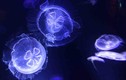 Những loài sứa độc nếu bị cắn chỉ vài phút đã mất mạng