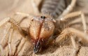 Tá hỏa phát hiện nhện khổng lồ lai bọ cạp 