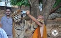 Sốc với lí do hổ dữ “hiền như cún” ở chùa Thái Lan