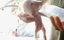 Lợn hai đầu bú sữa ừng ực ở Trung Quốc