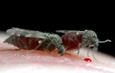 Loài côn trùng “vô hình” khiến hàng triệu người Việt khốn khổ 