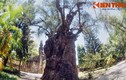 Chiêm ngưỡng cây phi lao cổ thụ khổng lồ nhất VN