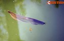Ngắm cá rồng bạc triệu trong hồ nước Tử Cấm Thành Huế