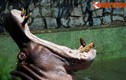Khoảnh khắc “khó đỡ” của động vật ở Thảo Cầm Viên Sài Gòn