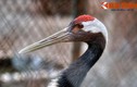 Khám phá loài chim cực hiếm của Nhật Bản ở Hà Nội