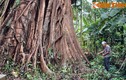 Cận cảnh cây đa khủng vòng thân 20 mét ở Quảng Ngãi