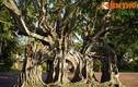 Ngắm cây bồ đề cổ thụ hình thù độc lạ bậc nhất Việt Nam