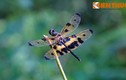 Cận cảnh loài chuồn chuồn đẹp nổi tiếng thế giới của Việt Nam