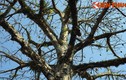 Ngắm cây bao báp châu Phi khổng lồ giữa Kinh thành Huế