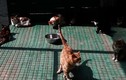Chú mèo bị bắt khi đang vận chuyển ma tuý vào tù