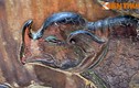 Độc lạ hình tượng tê giác trên cổ vật Việt Nam