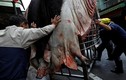 Vì sao lễ hội lợn thần ở Đài Loan khiến thế giới phẫn nộ?