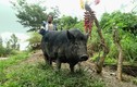 Vì sao người Papua New Guinea cực sùng bái loài lợn? 