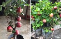 Mua táo bonsai về trưng Tết, “ngã ngửa” khi thấy nở hoa dâm bụt