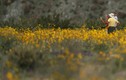 Đợt “siêu nở hoa” vô cùng bất thường trên sa mạc California