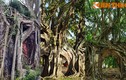 Kỳ lạ loạt cổ thụ mọc trên phế tích cổ ở Việt Nam
