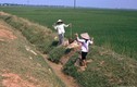 Hình ảnh khó quên về nông thôn Hà Nội năm 1991
