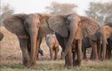 Bất ngờ cách voi tiến hóa trước nạn săn trộm