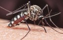 Diệt muỗi bằng biến đổi gen, "tá hỏa" muỗi... quá khôn