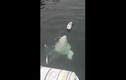 Thích thú ngắm cá voi trắng tinh nghịch trêu đùa mòng biển