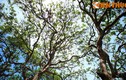 Tận mục cây nhãn trăm tuổi độc đáo nhất Việt Nam 