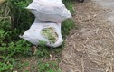 “Cây làm giàu” chỉ còn 2.000 đồng/kg, dân xứ Mường mặc cho cỏ mọc