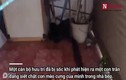 Video: Trăn gấm mò vào nhà dân bắt trộm mèo 