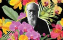 Khó tin: Nhờ hoa lan, Darwin xây dựng được thuyết tiến hóa