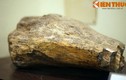 Cận cảnh hóa thạch khủng long thứ thiệt giữa Hà Nội