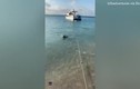 Video: Chó dũng cảm lao xuống biển đuổi cá mập cứu chủ 