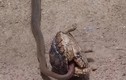 Video: Định xơi tái rùa, rắn độc dài 5m lại bất ngờ sợ hãi tháo chạy