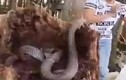 Video: Hàng chục rắn hổ mang chúa lúc nhúc trong thân dừa mục