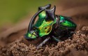 Mê mẩn với màu sắc kỳ ảo của các loài bọ cánh cứng