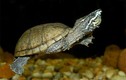 Cận cảnh loài rùa có mùi thối khiến kẻ thù sợ phát khiếp