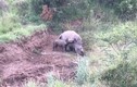 Tê giác con cố bú mẹ đã chết: Hé lộ bi kịch