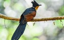 Tròn mắt kinh ngạc loài chim mang tên “khát nước” độc nhất Việt Nam