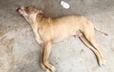 Không có người thân đến nhận thi thể nạn nhân bị chó pitbull cắn chết