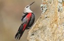 Điều lý thú về loài chim mang tên “trèo tường” của Việt Nam