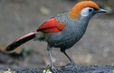 Sửng sốt trước vẻ đẹp của các loài chim khướu Việt Nam