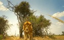 Video: Sư tử đực thừa lúc 'bạn tình' đi vắng giết sư tử con