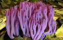 Điểm danh những loài nấm tán kỳ lạ nhất thế giới (1)